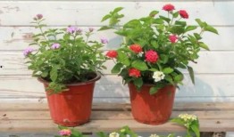 大淘金帕克最新爆料视频,揭秘行业内幕与未来趋势